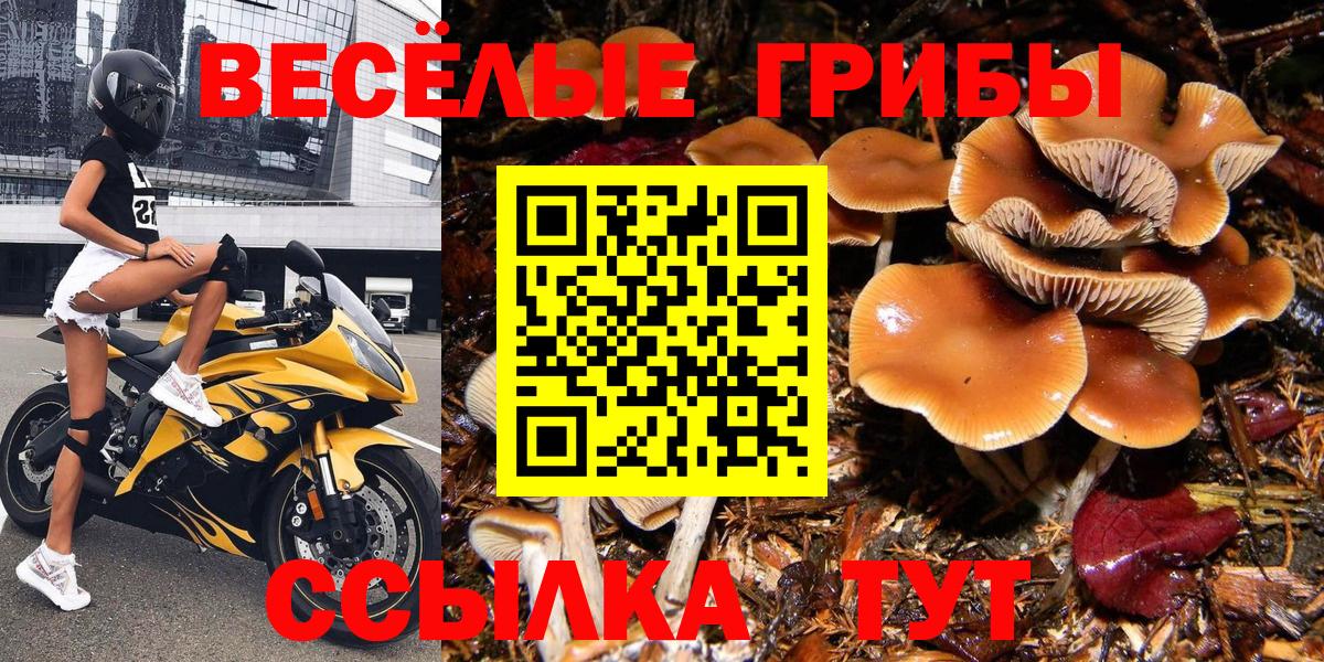 Ульяновск  Псилоцибиновые грибы Cubensis  Вход с VPN  Галлюциногенные грибы GOLDEN TEACHER 